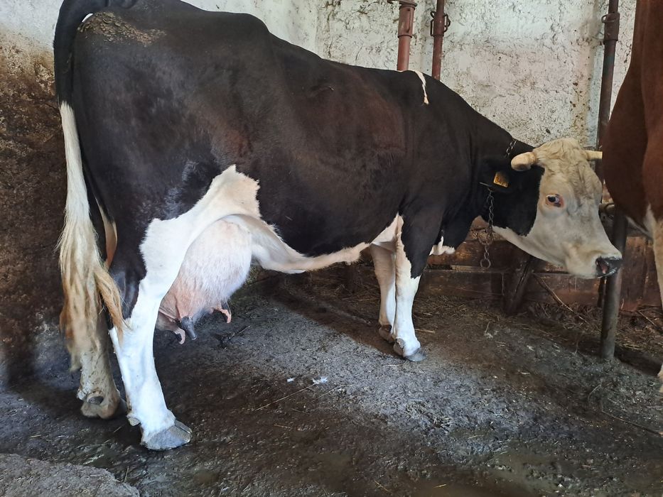 Vând vaca cu vițel