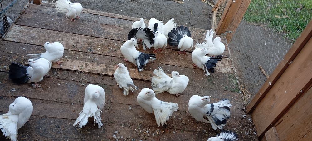 Porumbei voltați coada neagra/albi