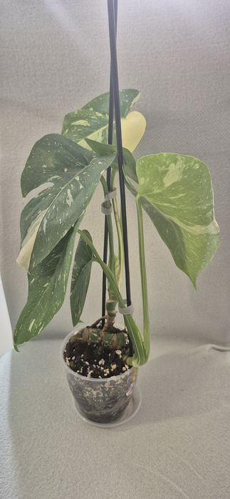 Monstera Thai Constallation, plante apartament