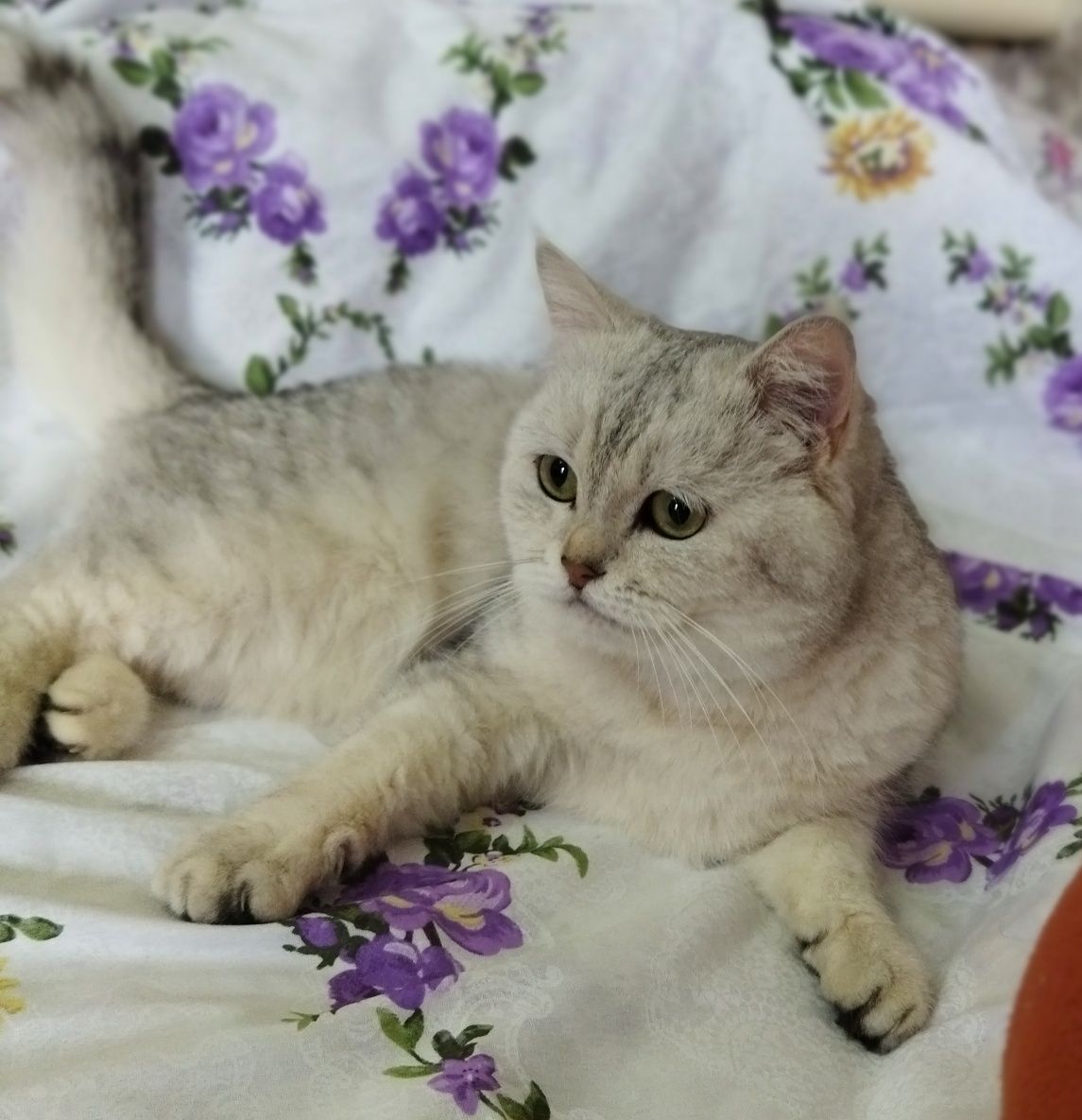 Вязка Шиншилла серебро