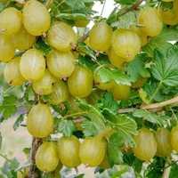 Butasi Agris rodire in 2024 - fructe de padure