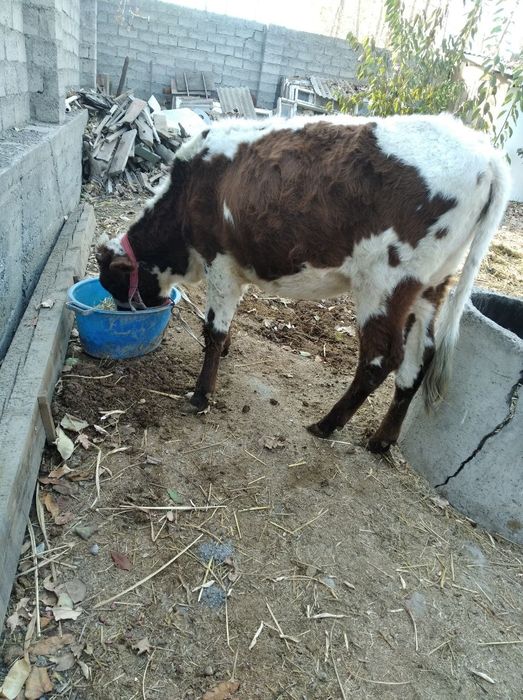 2 гуножин сотилади