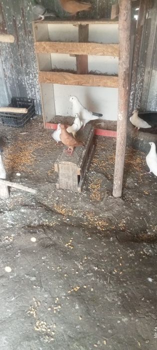 Porumbei de vanzare
