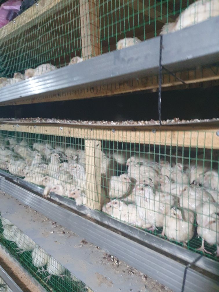 Bedana beli gegant