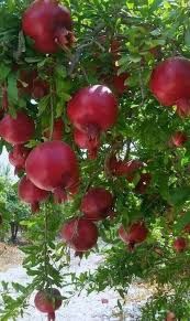 Pomi Exotici (Rodiu )