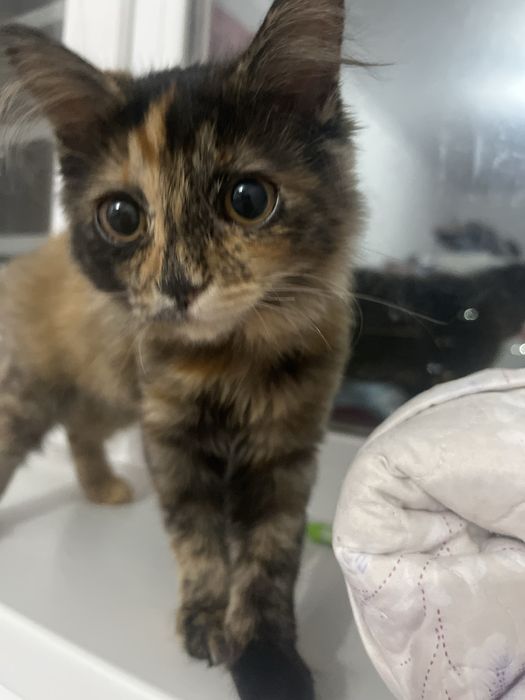 У ребенка аллергия на щерсть