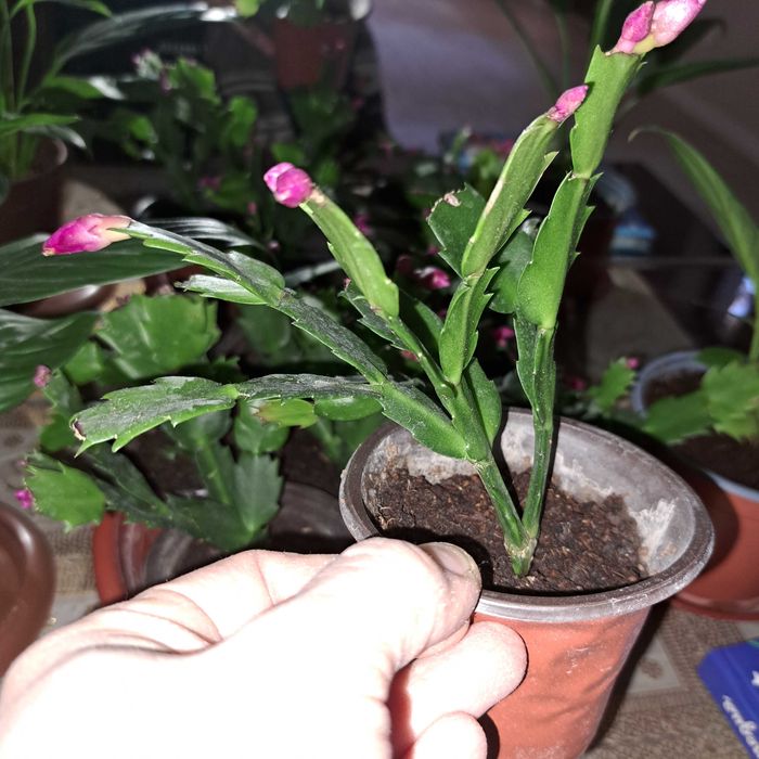 Шлюмбергер декабрист