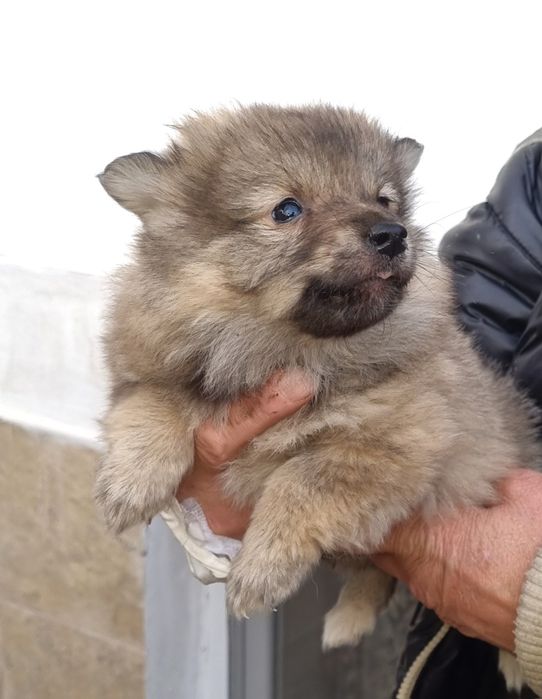 Кученца Немски шпиц!