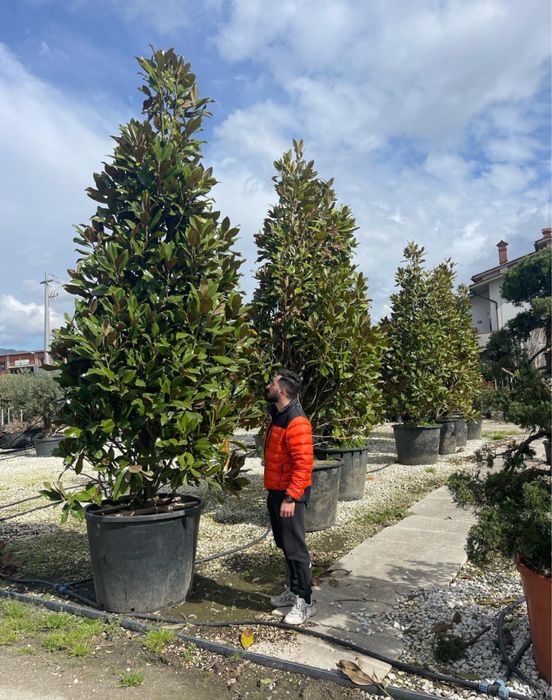 Vand plante ornamentale de orice specie si dimensiune pret minjm