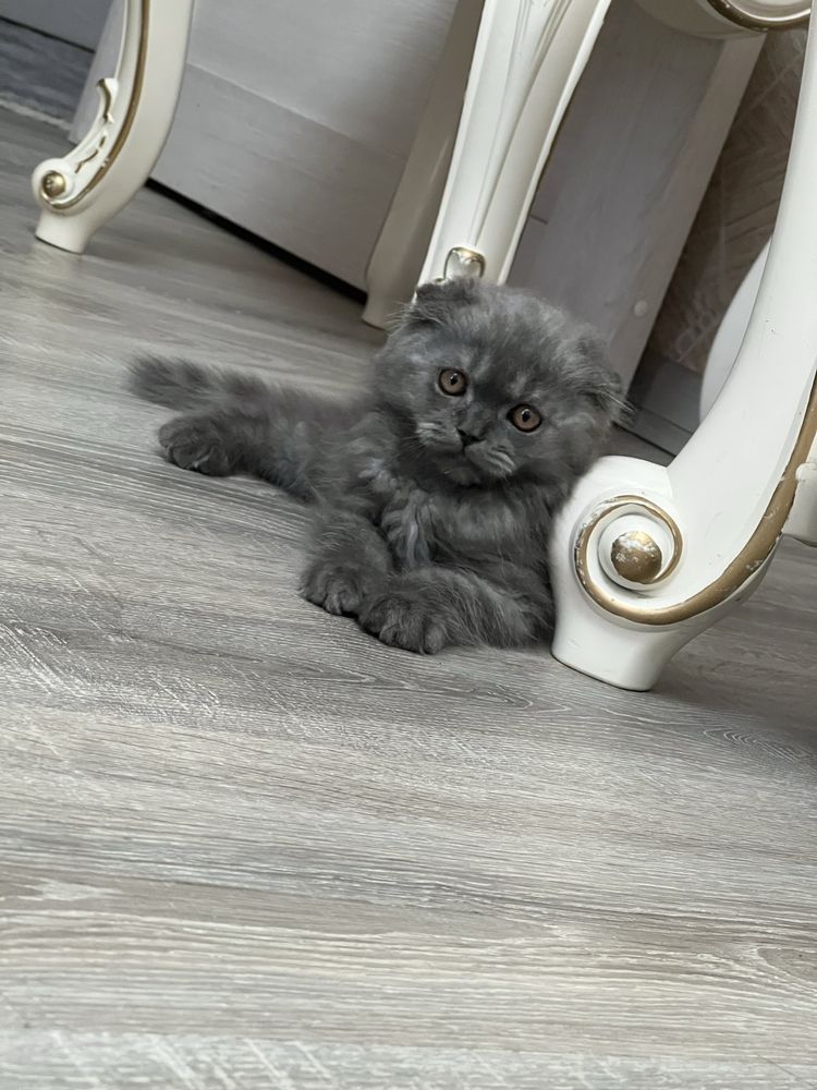 Котенок продается