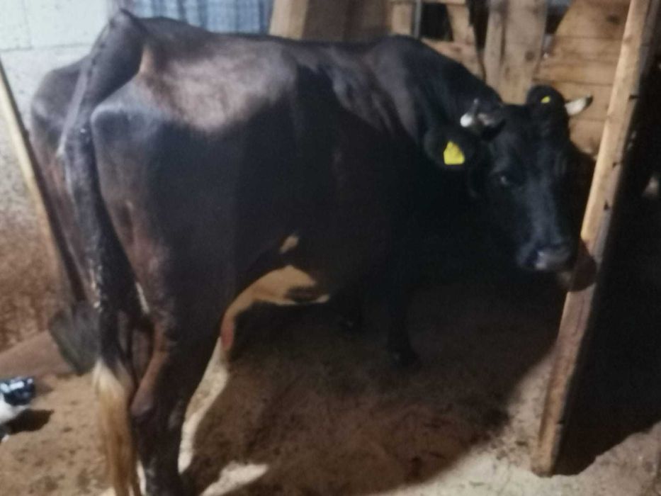 Vând vacuta gestanta