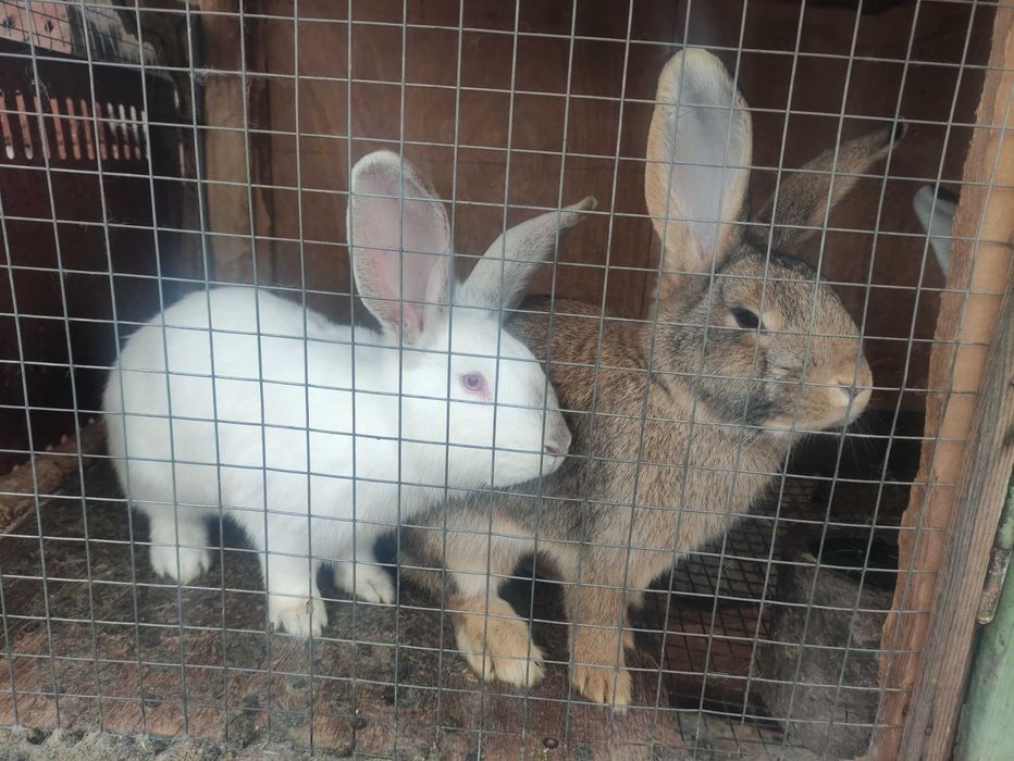 Зайци за клане или дамазлък