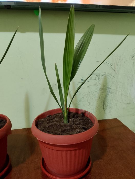 Пальма финика полтора года