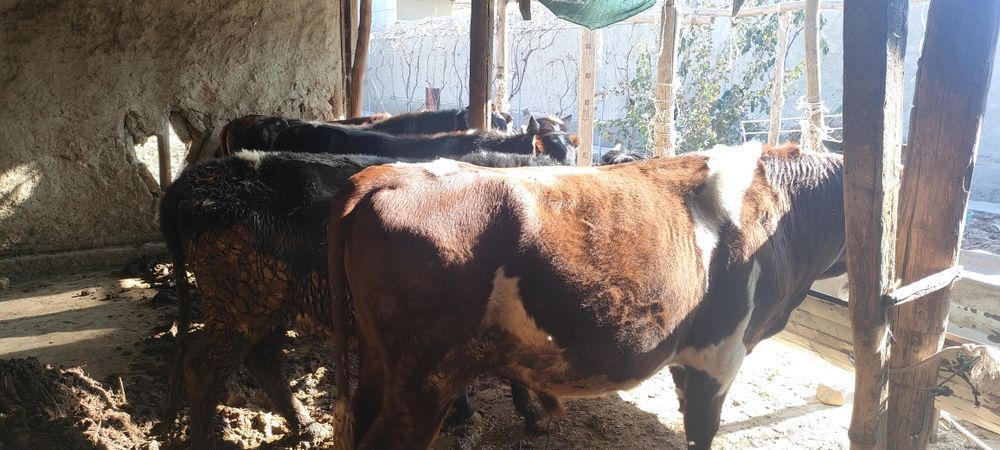 Боқиладиган местни буқалар сотилади