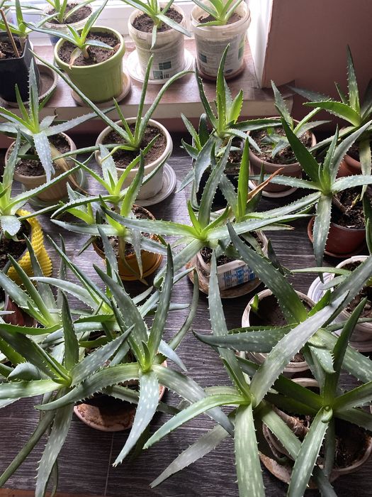 Продам алое Вера