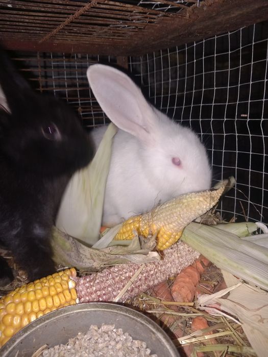 Iepurași drăgălași