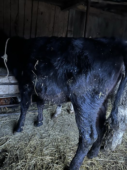 Vând vițele și tăuraș