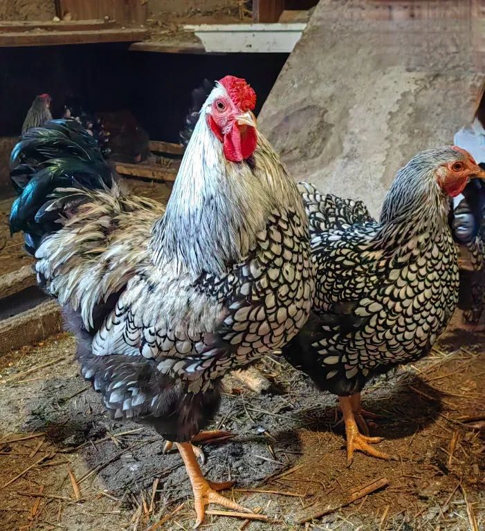 Продавам петли виандот
