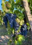 Struguri de vin