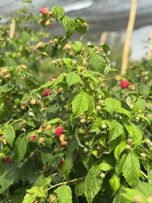 DELNIVA malina ko’chatlarimiz bor