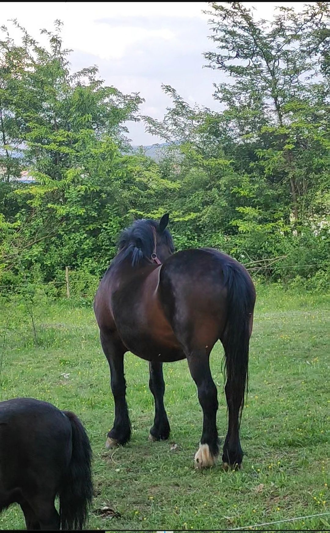 Vând iapă murgă gestantă de 8 ani