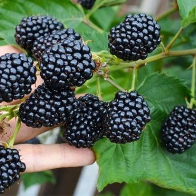 Малина Маравила,Дельнива,Полана,Полька ва Ежевика Блек джем