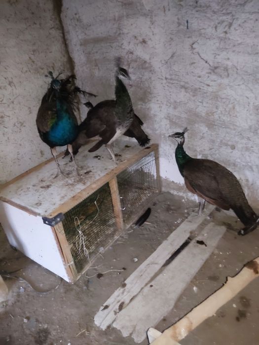 Tovuslar arzon narhda sotiladi