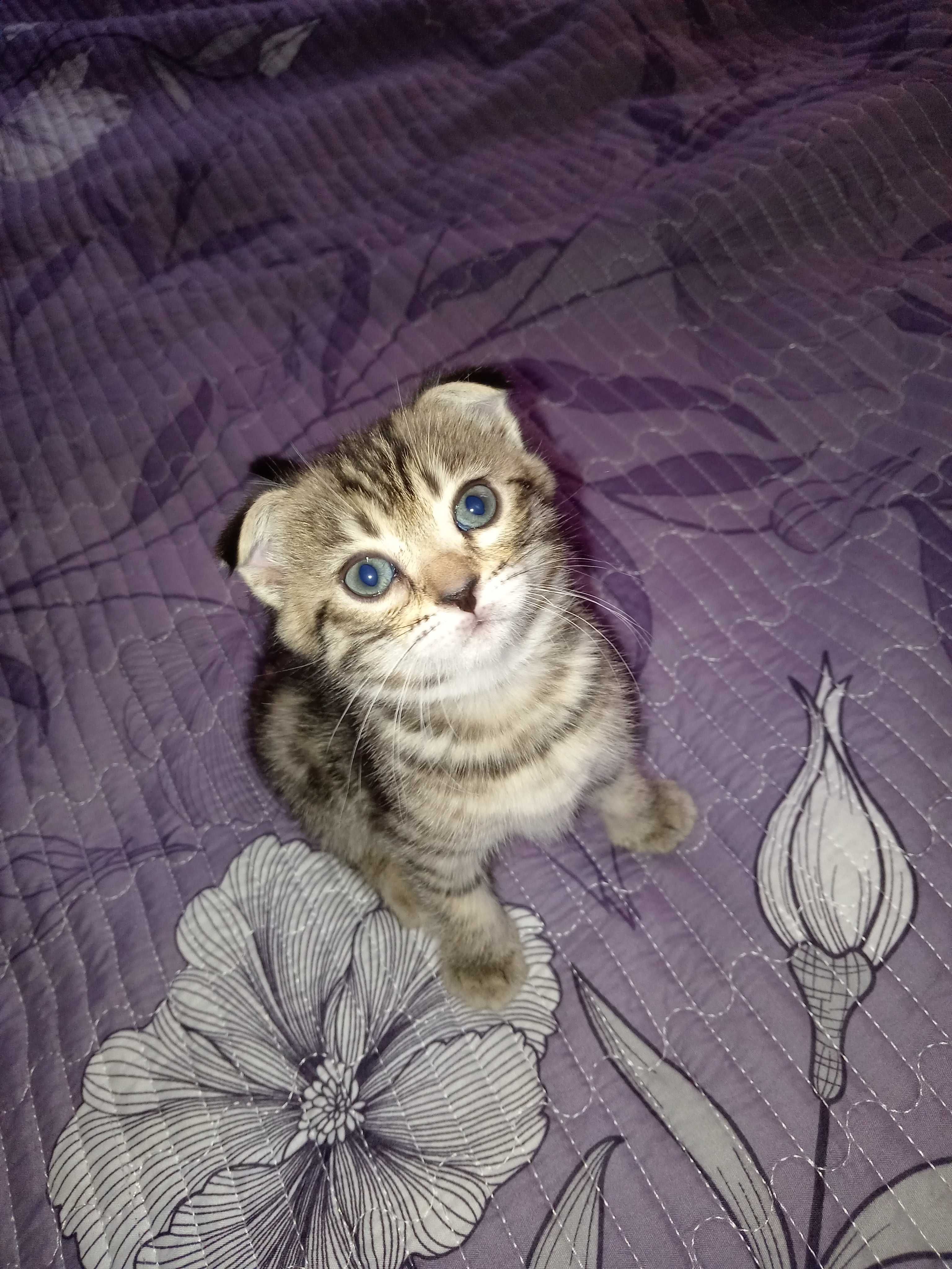 Бесплатно котята