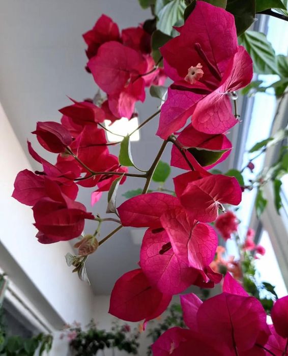 Комнатные растения