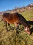 Vând mânză de 2 ani garantată la căruț sută la sută potcovită nouă