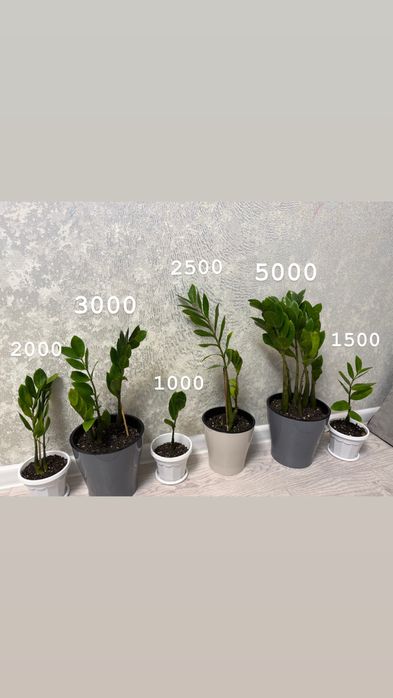 Продам Замиокулькас