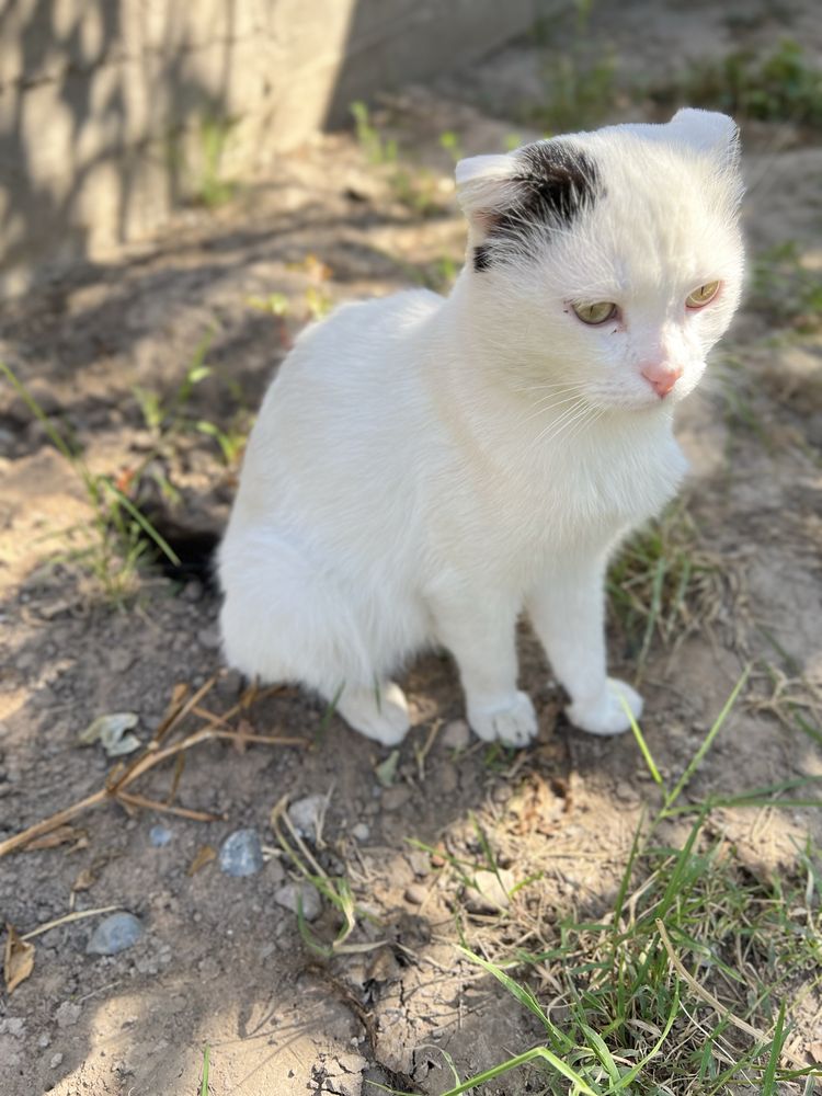Котик в добрые руки