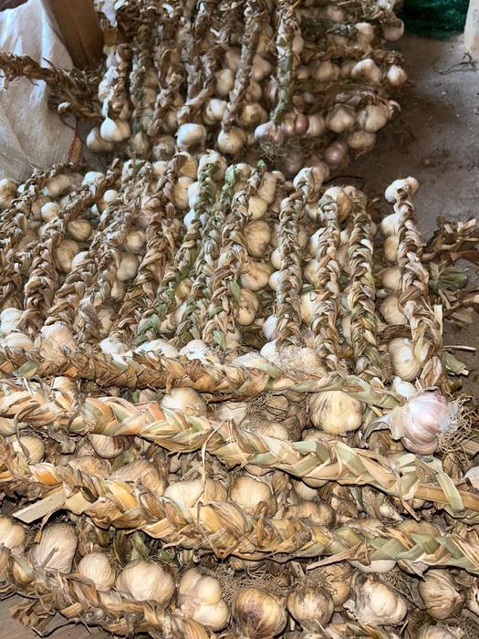 Adevăratul usturoi românesc – Copălău BIO