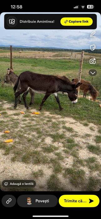 Magarita cu pui de vanzare