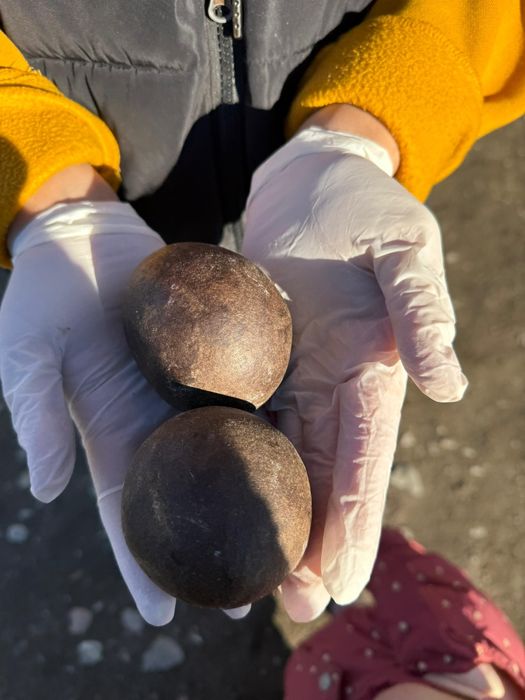 Безоар от теленка