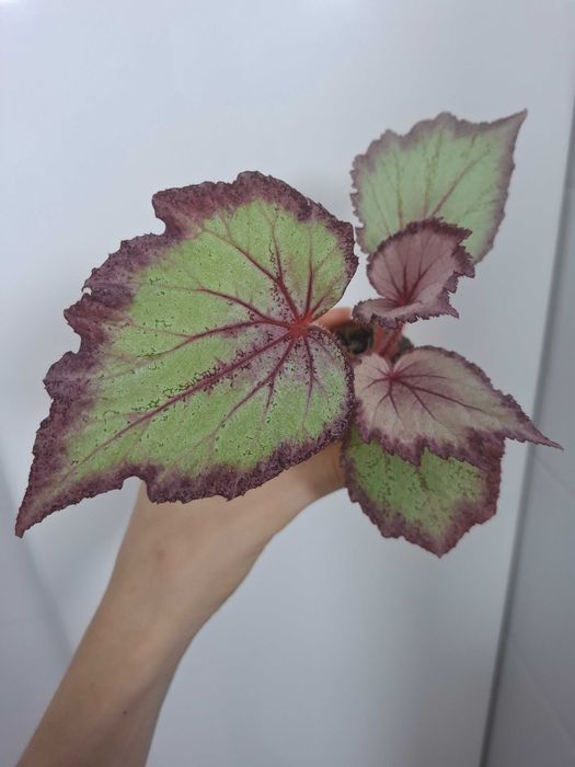 Бегония "Райская птица"