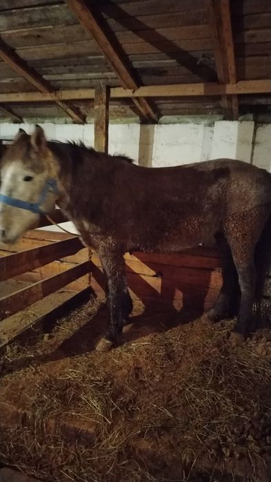 Продам согым.. Тай 1.5 года. Еркек. Бие. По  3000 тг за кг