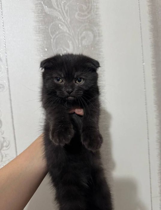 Скоттиш фолд котенок