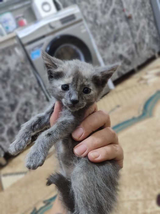 2 ойлик. Мушук болалари