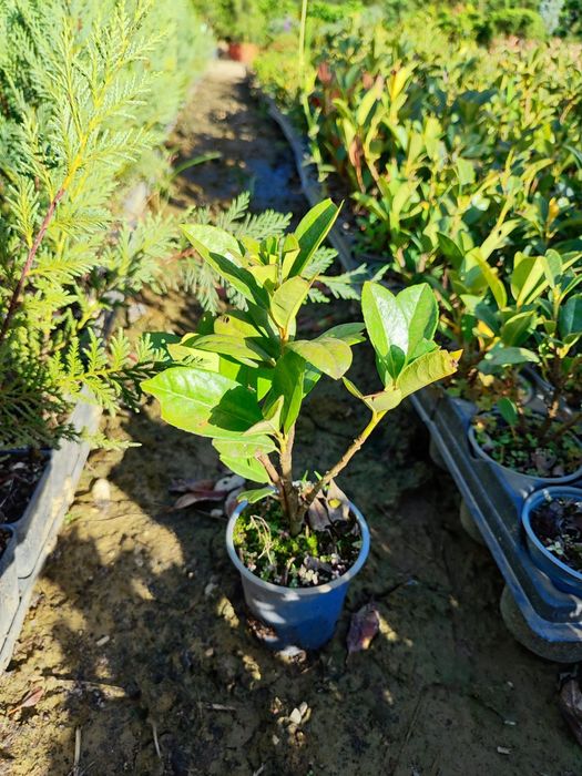 Plante gard viu si bonsai. Leylandii Photinia Prunus laurocerasus