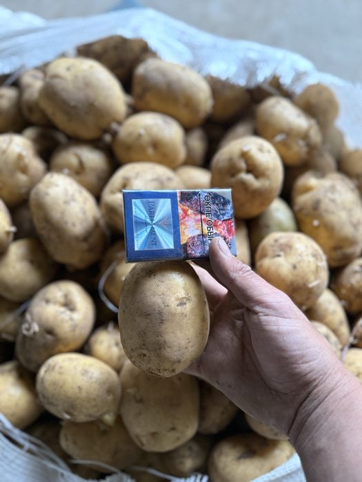 Картофель с Павлодара