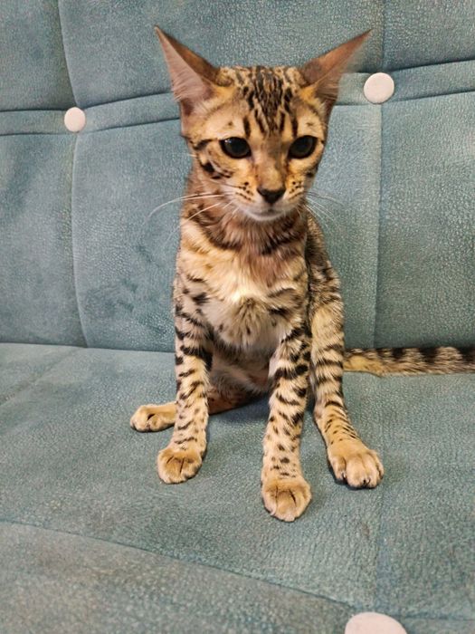 Продается Бенгальская кошка срочно.