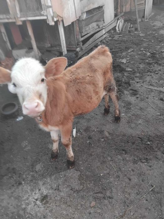 De vânzare o vaca gestanta in 4 luni o vițeaua și un taur