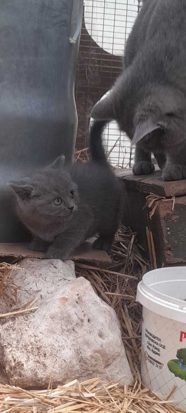 Продавам британски котенца