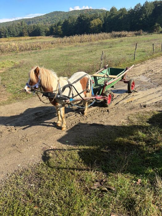 Vand ponei in vadta de 9 ani