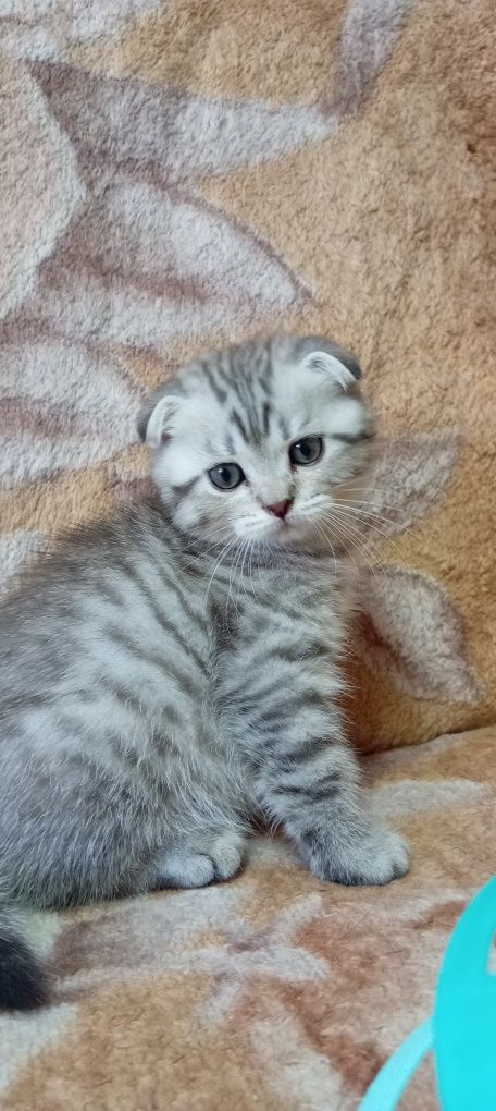 Продаётся котенок