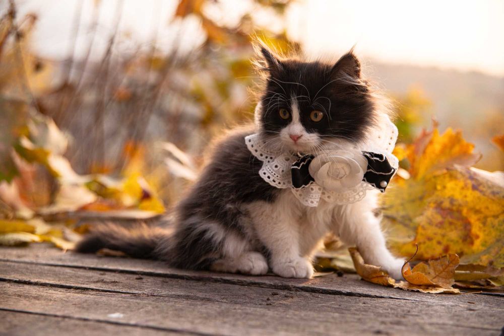 Котенок  девочка