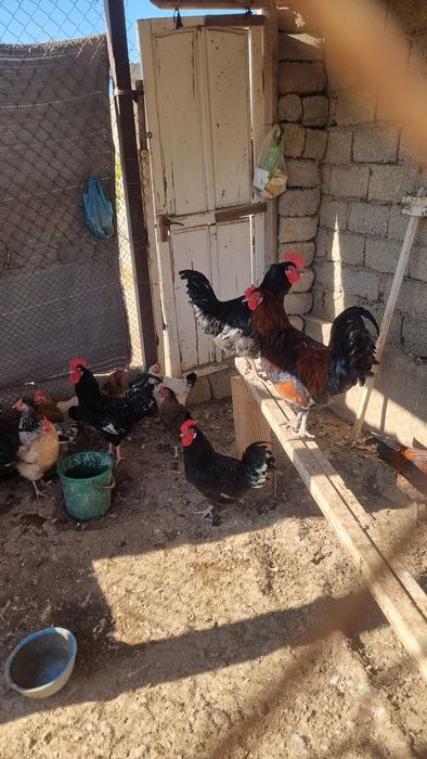 Қораздар бар 7-шт