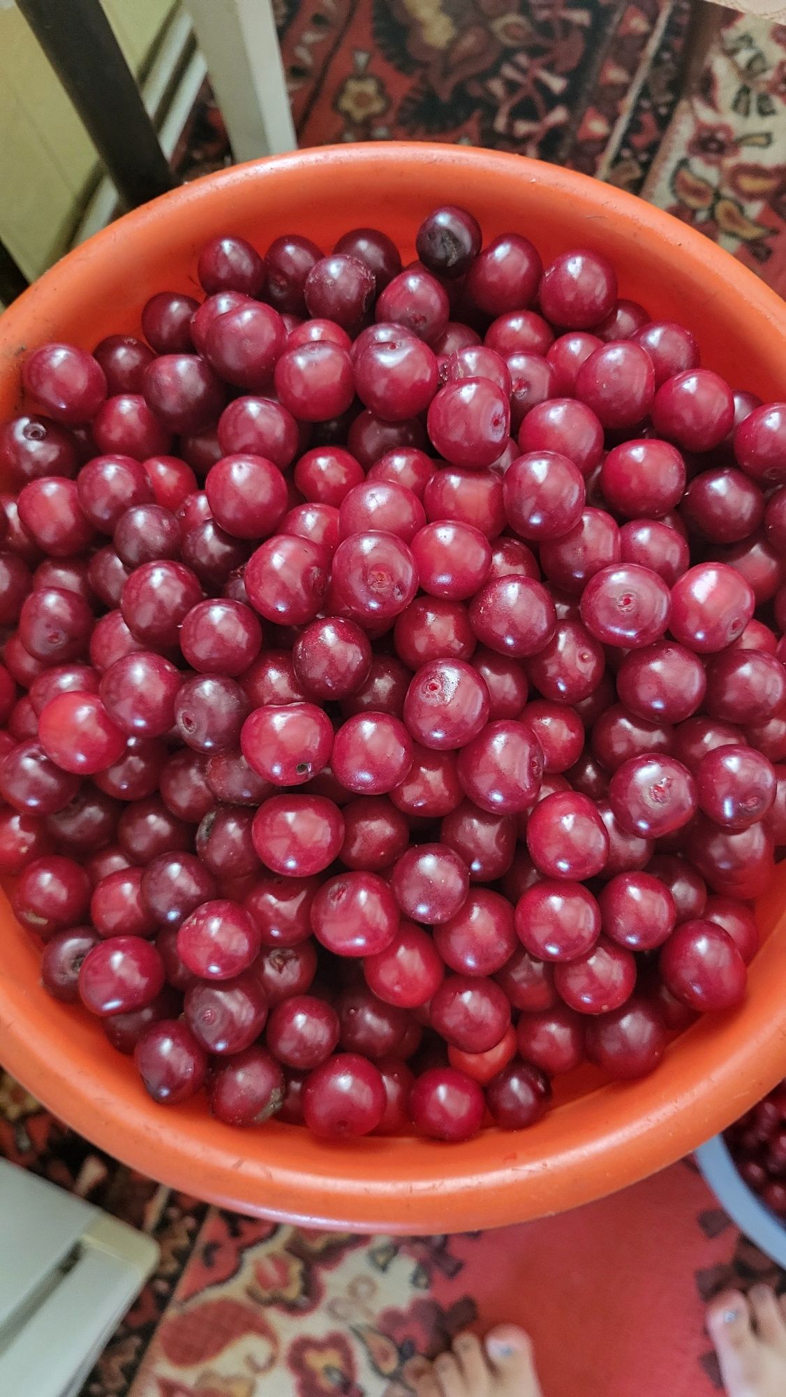 Продам свежую вишню Жамбыл