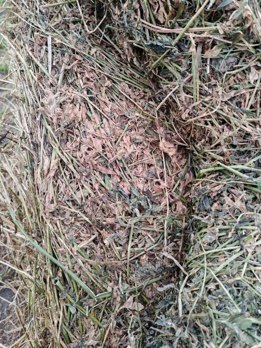 Lucernă coasa 3 și 4